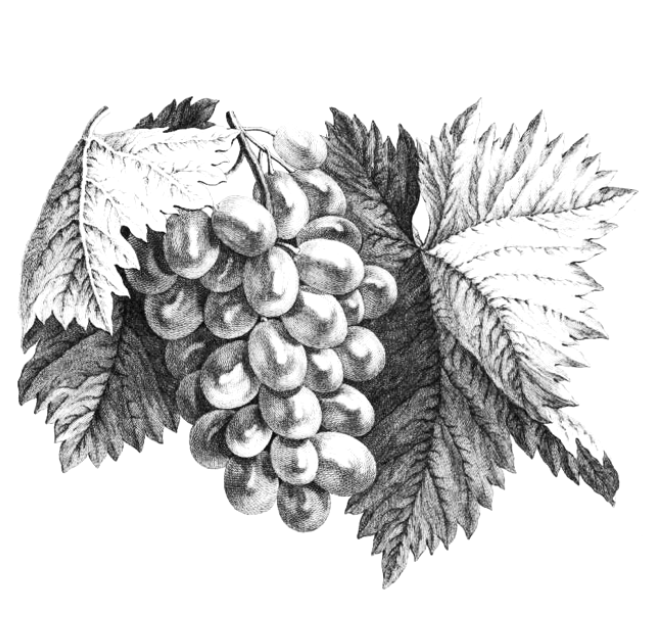 natural wine grape